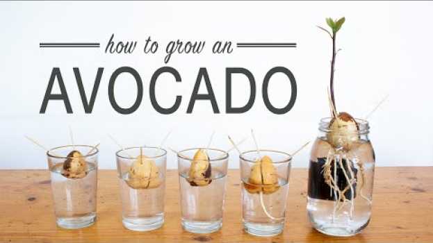 Video How to Grow an Avocado from Seed su italiano