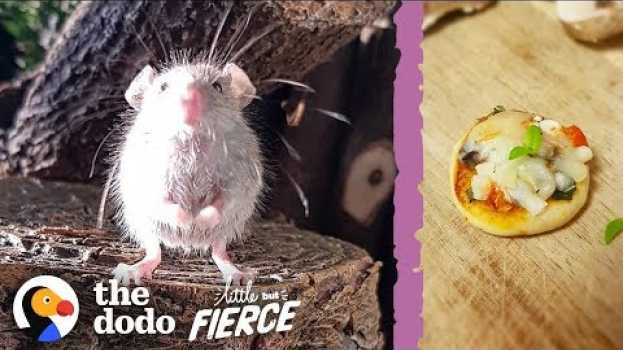 Video Microscopic Baby Mouse Grows Up And Eats Tiny Pizzas | The Dodo Little But Fierce en Español