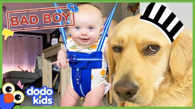 Video Can A Big Bad Dog Become the Best Big Brother? | Animal Videos For Kids | Dodo Kids en français