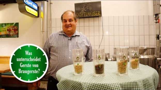 Video Was unterscheidet Gerste von Braugerste? | 1 Minute Bier mit Distelhäuser em Portuguese