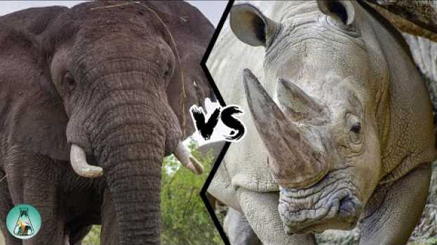 Video AFRICAN ELEPHANT VS WHITE RHINO - Which is stronger? en Español