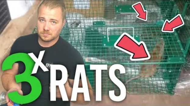 Видео Comment attraper des RATS avec une cage ? на русском