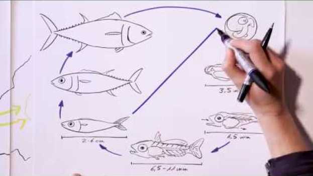 Video Atlantic bluefin tuna: From a little egg to an ocean giant in English