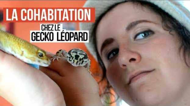 Видео COHABITATION - Les geckos léopard peuvent-ils devenir potos? на русском