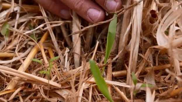 Video Implantation de couverts végétaux sous céréales avant moisson sur l’Arguenon (22) em Portuguese
