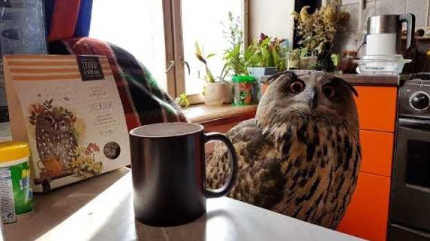 Video Чай с совой, травами и пчёлами. Котики за окном ищут весну, филин заваривает чай из сычей en Español