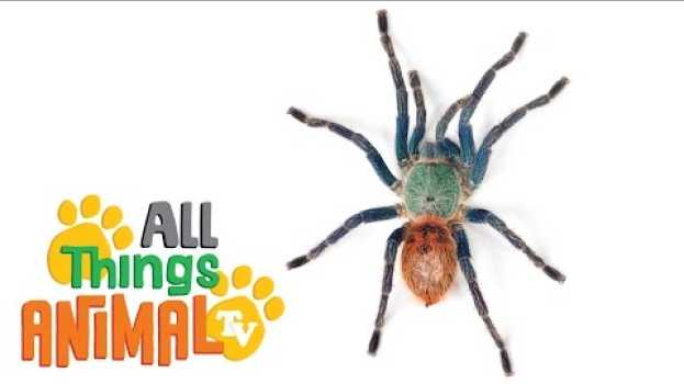 Video * SPIDER * | Animals For Kids | All Things Animal TV in English