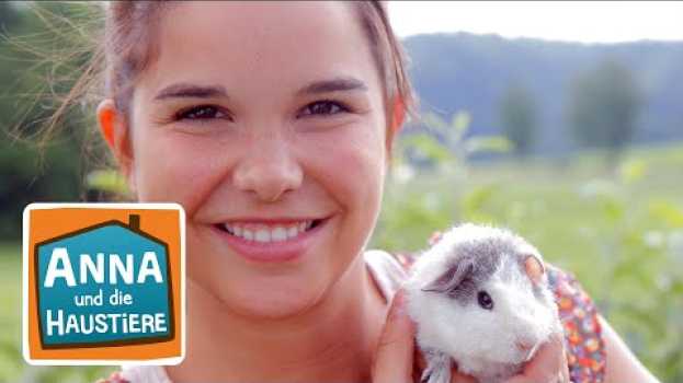 Video Meerschweinchen | Information für Kinder | Anna und die Haustiere na Polish