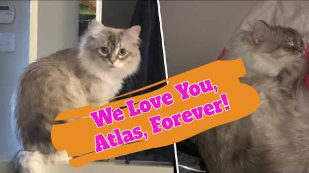 Видео Atlas, You Are Not Alone, And We Love You Forever! на русском