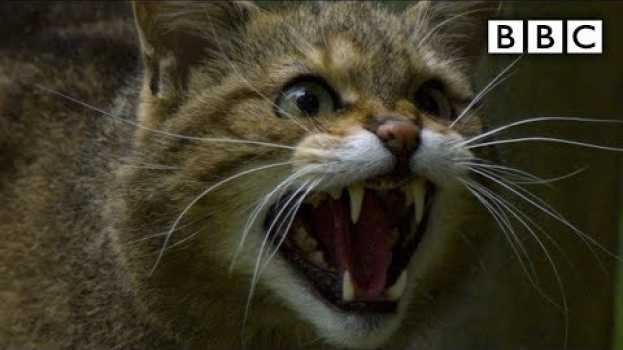 Видео Scottish ‘Highland Tiger’ wildcat more endangered than Asian cousin - BBC на русском