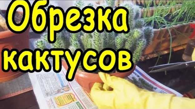 Video Обрезка кактуса и уход за цветами na Polish