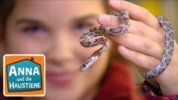 Video Schlange | Information für Kinder | Anna und die Haustiere en français