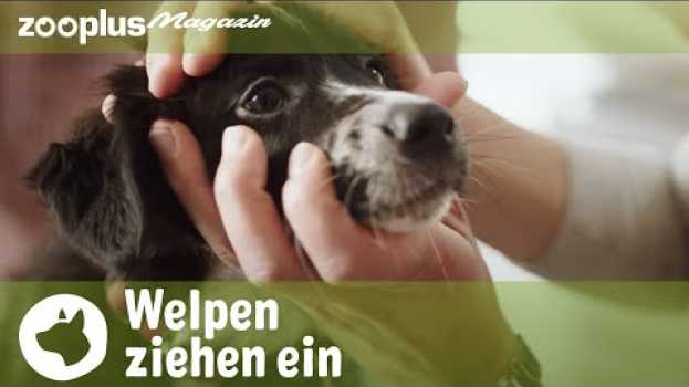 Video Welpe zieht ein: Tipps & Tricks zur Erstausstattung, Welpenerziehung & Fütterung | zooplus.de en français