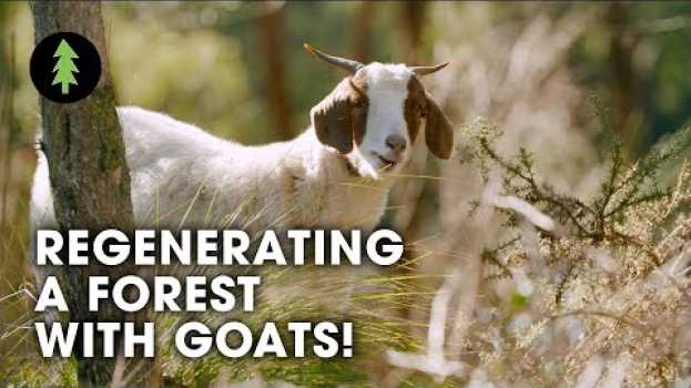 Video How Goats are Regenerating a Forest and Protecting this Town from Bushfire en français