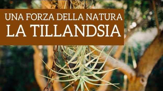 Video Una vera forza della natura, la Tillandsia! en Español