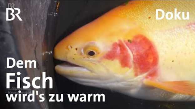 Video Ein Fisch-Züchter trotzt Hitze und Trockenheit: Klimawandel, Forellen und Saiblinge | Doku | BR na Polish