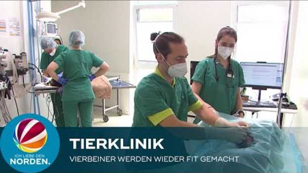 Video Tierklinik in Posthausen: Hier werden Vierbeiner wieder fit gemacht na Polish