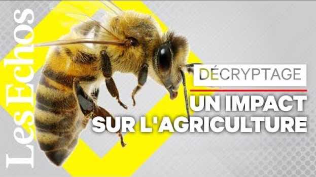 Видео Le déclin des abeilles pourrait coûter cher на русском