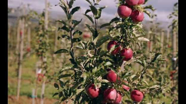Video Neue robuste Apfelsorten na Polish