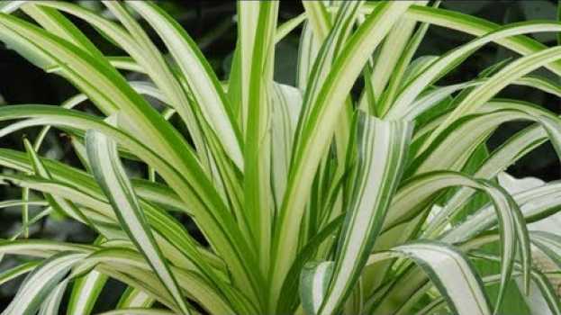 Video Se avete queste piante in casa, fate attenzione, perché sono dei veri tesori! in English