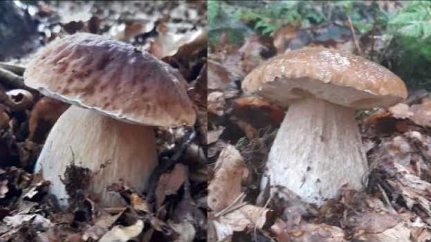 Видео Bellissimi funghi porcini "top" raccolti nel Parco dei Cento Laghi на русском