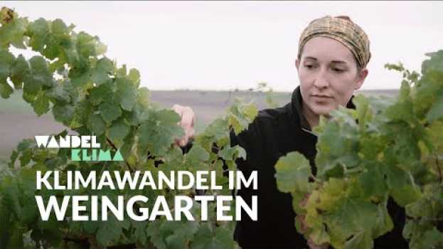 Video Wird ein Wein sein? |  Klimawandel im Weingarten | WANDELKLIMA su italiano