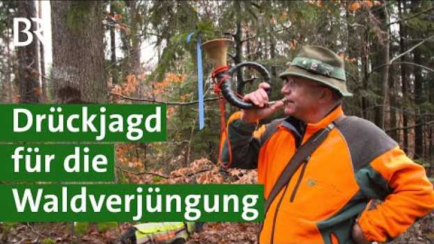 Video Für nachhaltige Waldverjüngung: Mit Drückjagd gegen zu viel Rehwild | Jagd Doku | Unser Land | BR in Deutsch