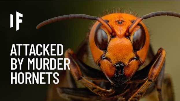 Video What If You Were Attacked by Murder Hornets? na Polish