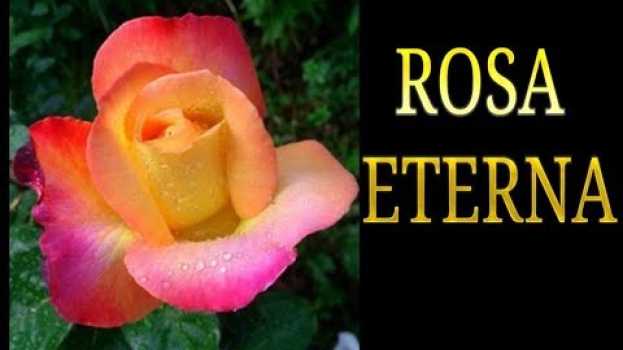 Видео rosa stabilizzata, come si realizza una rosa stabilizzata procedimento, Fiori secchi, conservare на русском