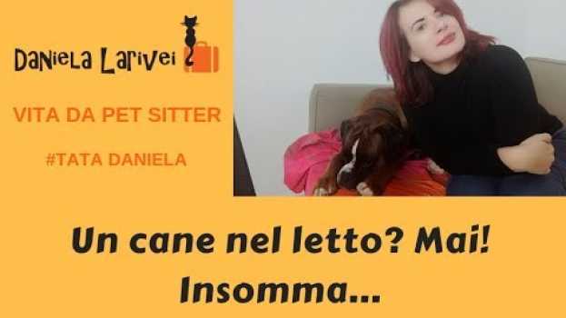 Video Cani che dormono nel letto (il mio) - Vita da pet sitter em Portuguese