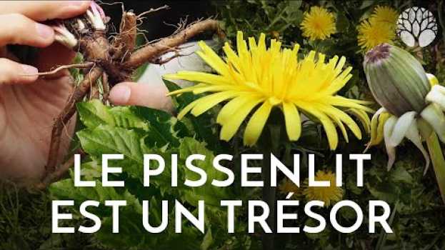 Видео Le pissenlit est un trésor ! на русском