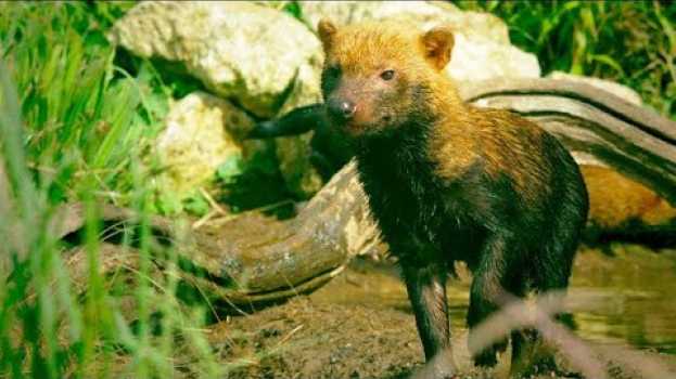 Video Why Bush Dogs Are So Different From Other Dogs in English