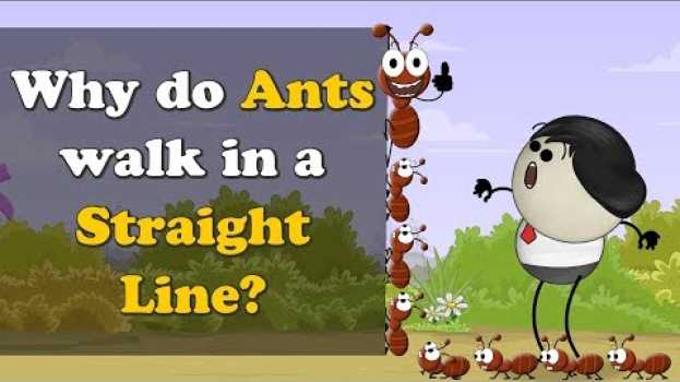 Video Why do Ants walk in a Straight Line? + more videos | #aumsum #kids #science #education #children em Portuguese