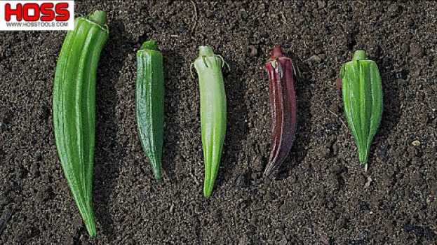 Video WHICH OKRA VARIETY IS THE MOST PRODUCTIVE? su italiano