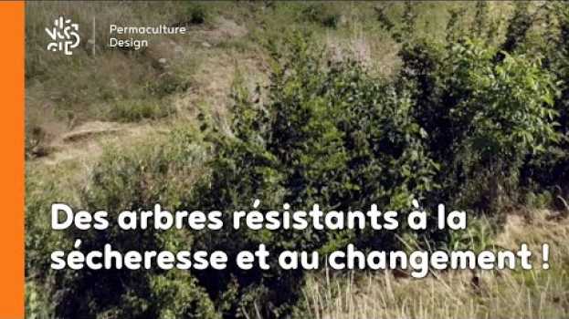 Video Des arbres résistants à la sécheresse et au changement su italiano