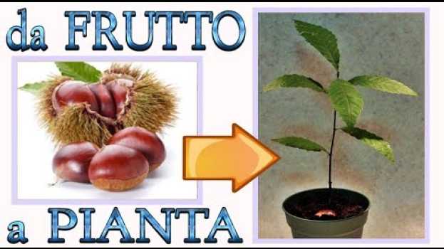 Video CASTAGNO - fai nascere una pianta dal frutto a costo zero, castagne, marroni, in English