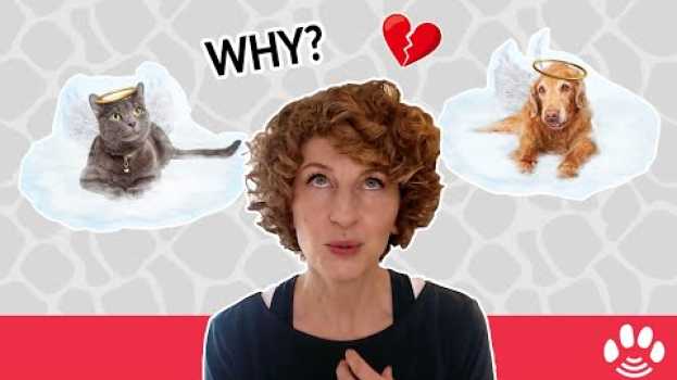 Video Why there is so much pet loss right now | Animal Afterlife and the Rainbow Bridge su italiano