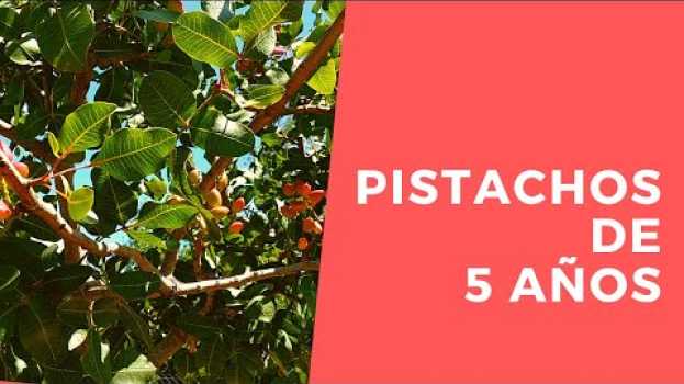 Видео Pistachos de 5 años - Castilla y León на русском