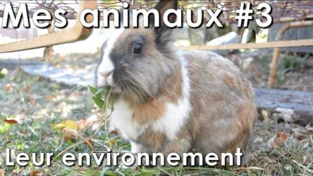 Video Mes animaux - Leur environnement - Vlog N°3 en français