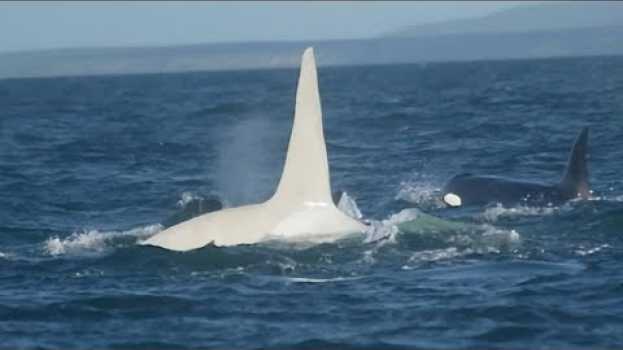 Video Через 3 года после того как исчез этот белый кит убийца, ученый высказал неожиданное мнение en Español