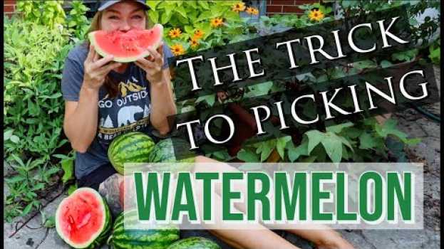 Video When to Harvest Watermelon- Pick Perfectly Ripe Melons Every Time! in Deutsch