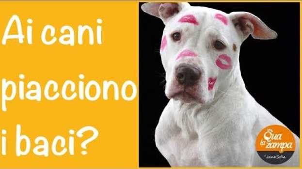 Видео Ai cani piacciono i baci? | Qua la Zampa на русском