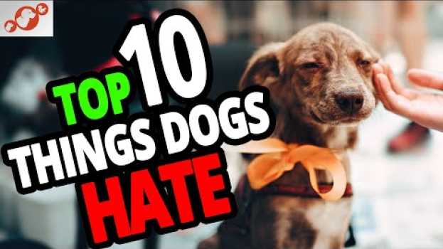 Video ? What Do Dogs Hate? TOP 10 Things People Do To Dogs That Dogs Hate! en français