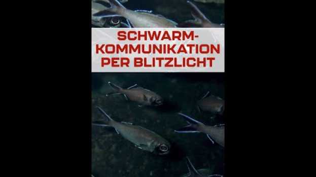 Видео Schwarm-Kommunikation bei Blitzlichtfischen #shorts на русском