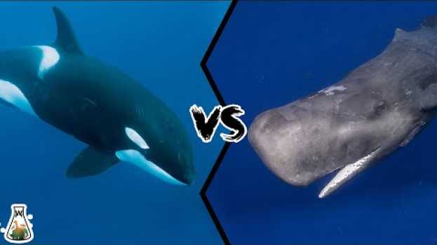 Video KILLER WHALE VS SPERM WHALE - Who would win this battle of titans? in English