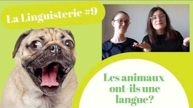 Видео La Linguisterie #9 - Les animaux ont-ils une langue ? на русском