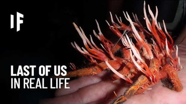 Видео What If You Were Infected by the Cordyceps Fungus? (The Last of Us IRL) на русском
