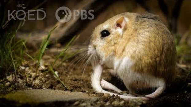 Video Kangaroo Rats Are Furry, Spring-Loaded Ninjas | Deep Look en Español
