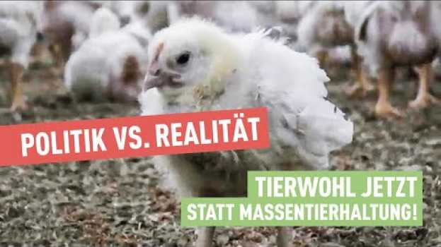 Video Politik vs. Realität | Tierwohl JETZT statt Massentierhaltung! em Portuguese