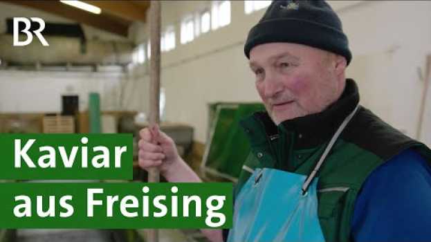 Video Eine beliebte Delikatesse in der Weihnachtszeit: Bayerischer Kaviar vom Saibling | Unser Land | BR em Portuguese